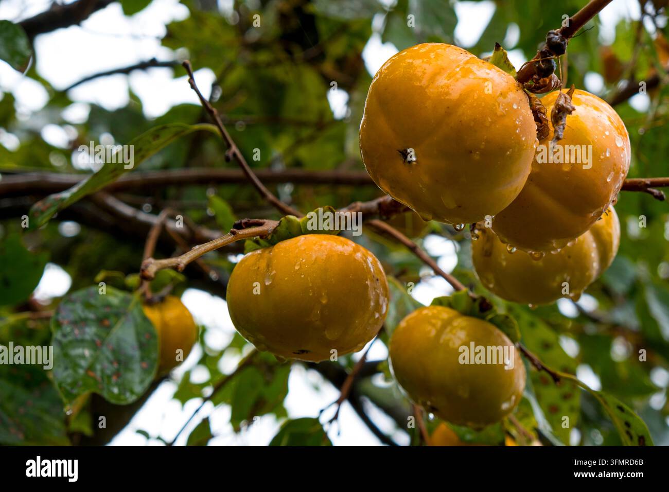 Frutto di persimmon giapponese "kaki" (柿) che cresce su un albero durante una fresca pioggia nella campagna del Giappone. Foto Stock
