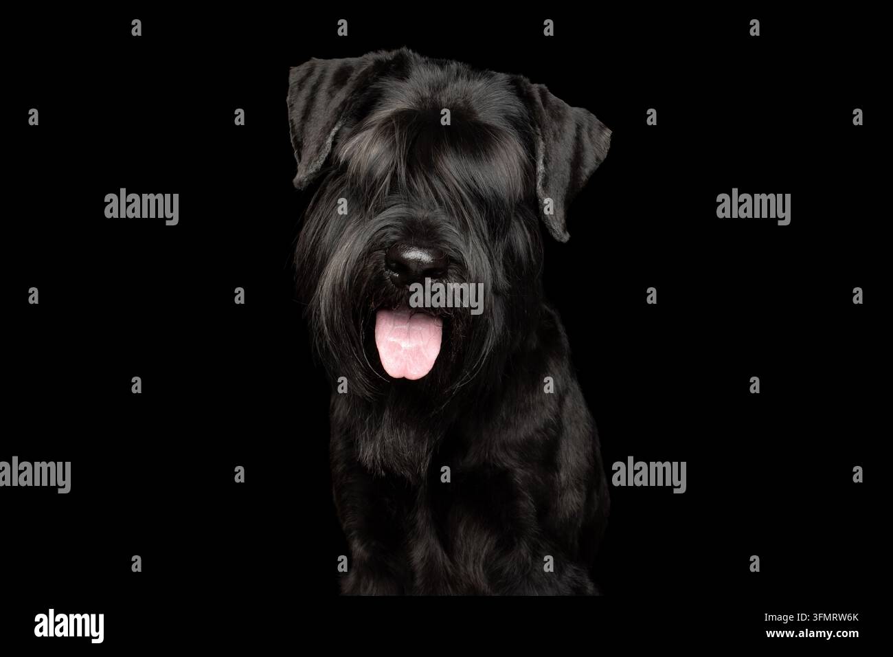Standard Schnauzer ben curato in vista frontale con la lingua fuori, espressione felice che guarda l'obiettivo, occhi nascosti sotto una spessa frangia, nero lucido Foto Stock