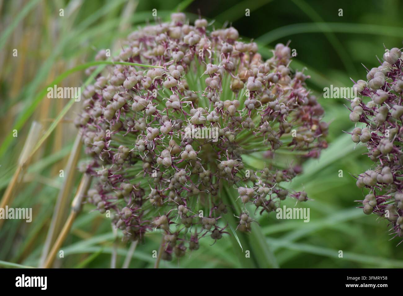 Una testa globulare massiccia e densa di fiori di Allium viola pallido e rosa che fioriscono abbondantemente su uno sfondo verde morbido. Foto Stock
