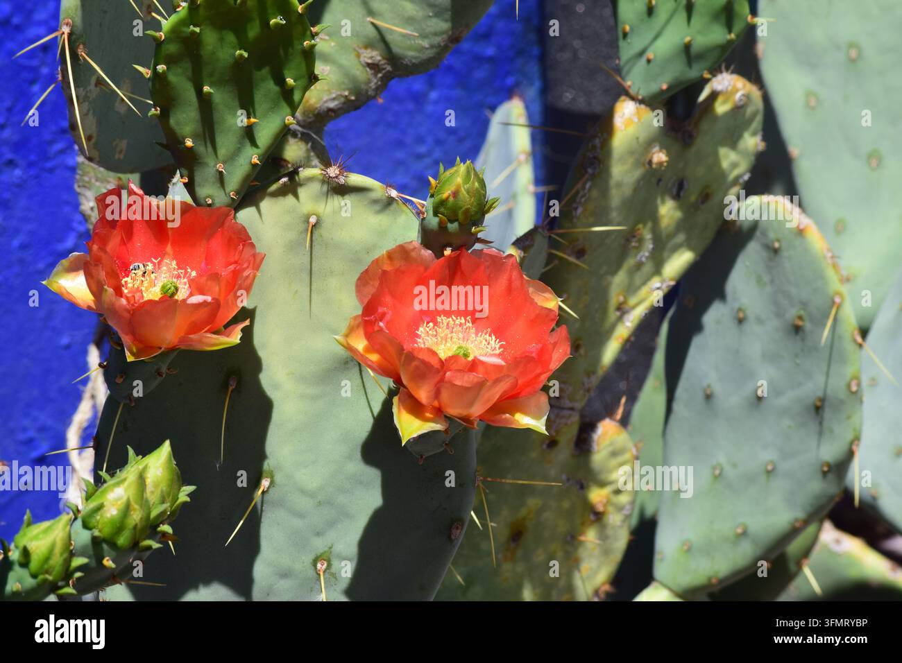 Un primo piano di un cactus Opuntia che mostra fiori traslucidi arancioni e rossi vivaci e palloni verdi arrotondati su uno sfondo di un muro blu intenso Foto Stock