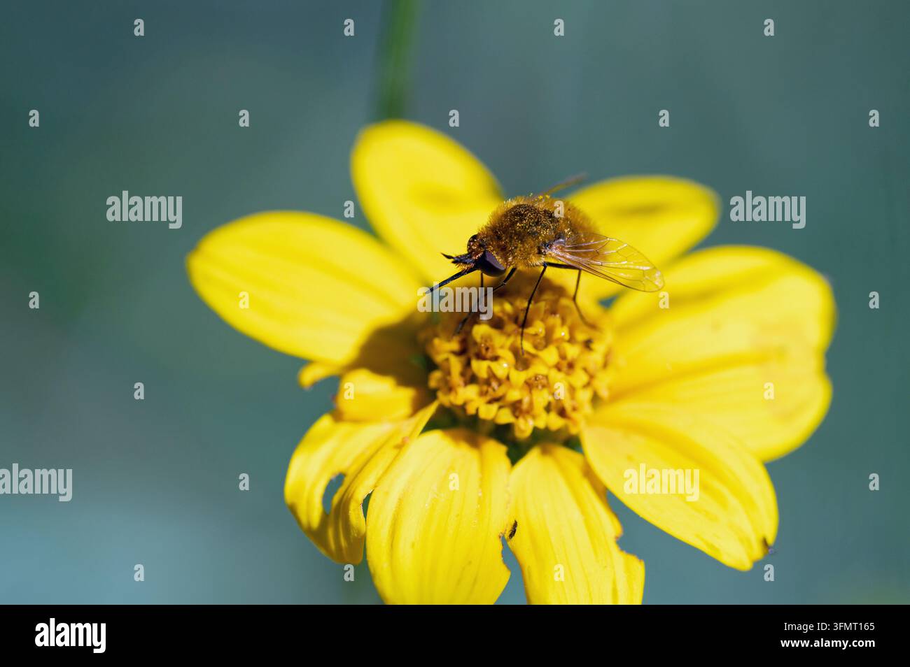 Mosca ape gialla su fiore giallo Foto Stock