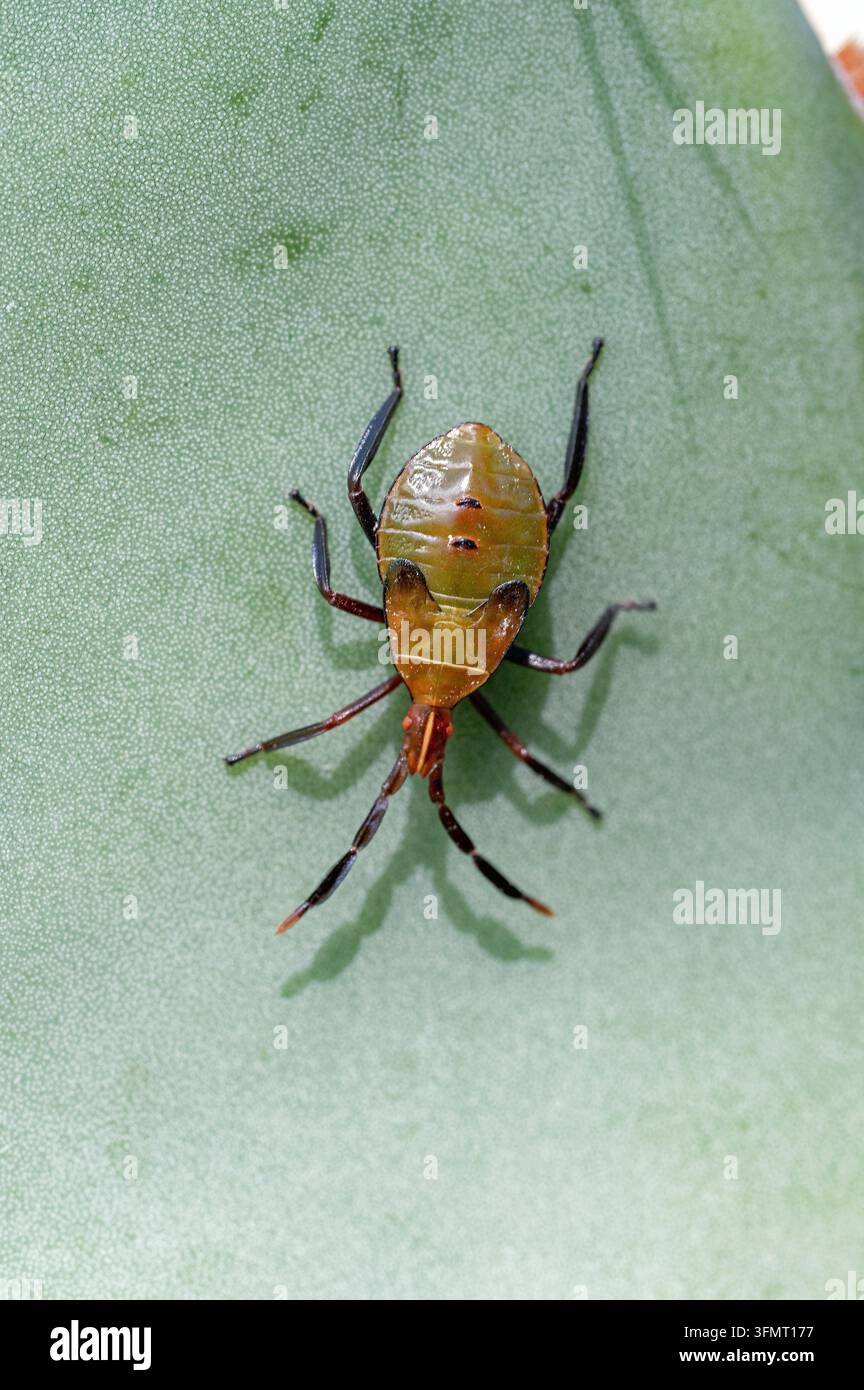Cactus Coreid Bug (Chelinidea vittiger) Foto Stock