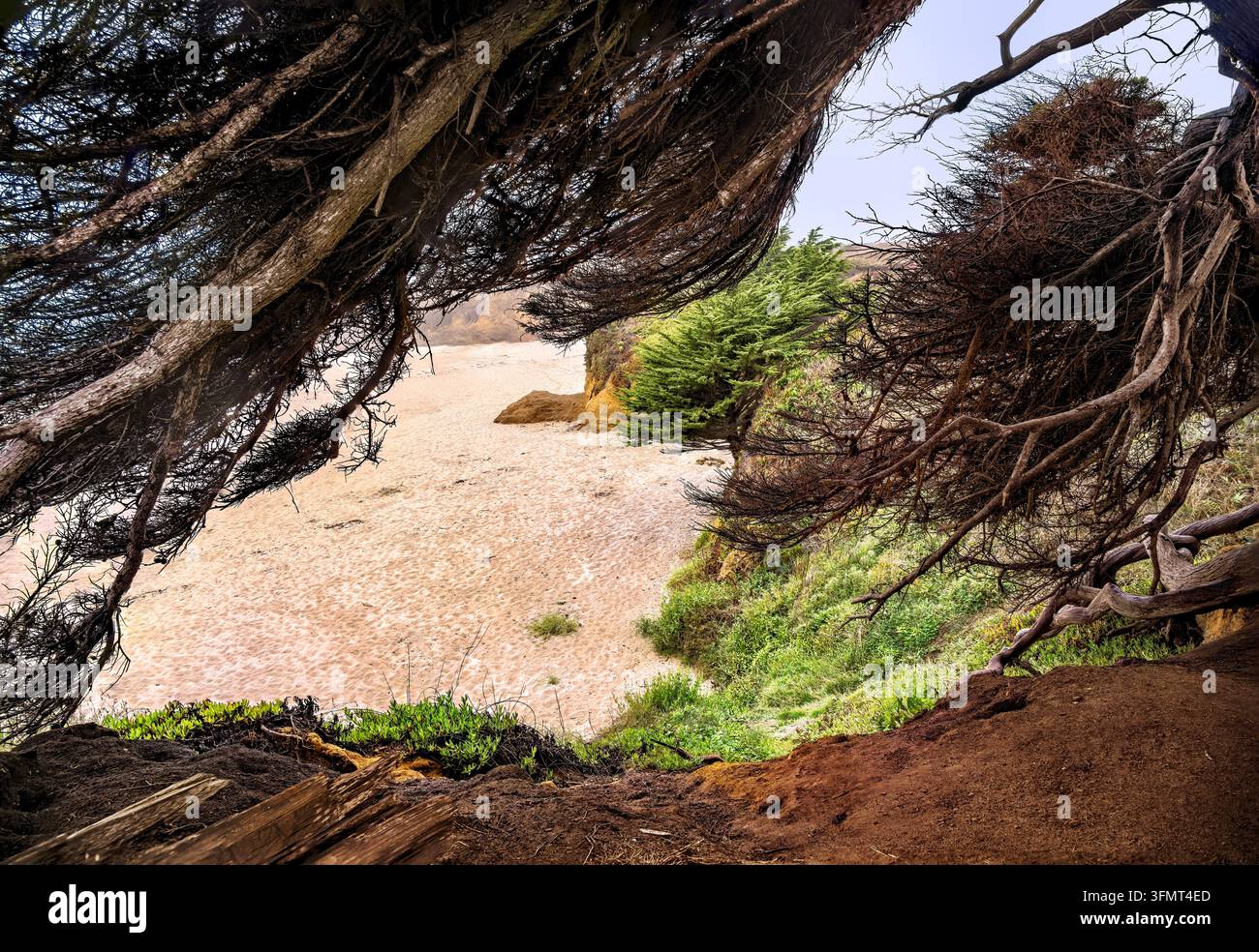 Pudding Creek Beach a Fort Bragg, California, nella contea di Mendocino, con vista sulla baia oceanica attraverso una cornice di cipressi logorati Foto Stock