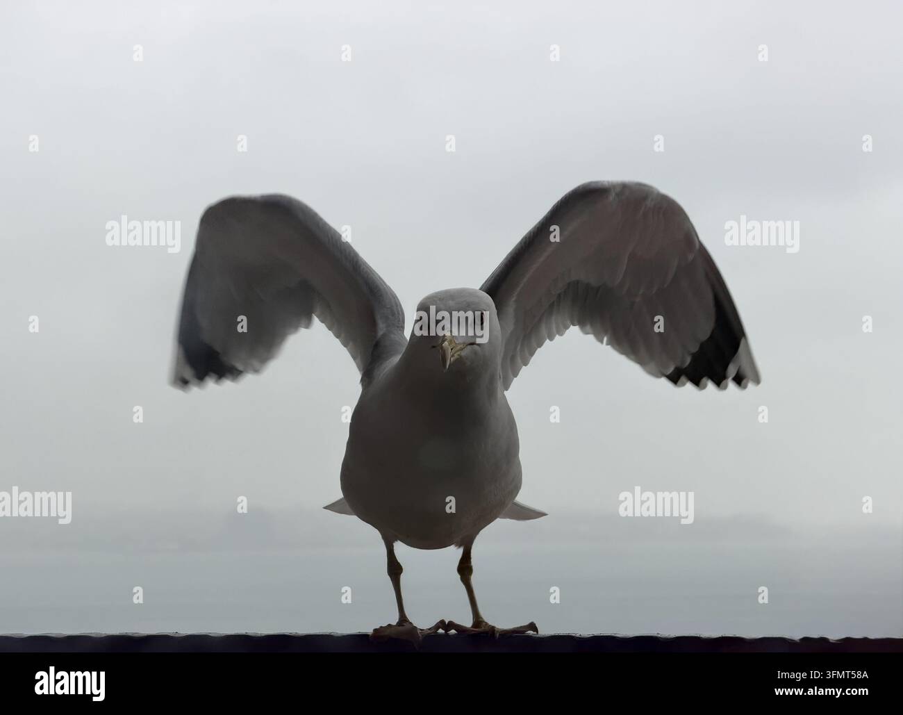 Un gabbiano si trova su una ringhiera con le ali aperte, rivolto verso la fotocamera contro un cielo nuvoloso a Istanbul, Türkiye. - Immagine stock catturata con smartphone