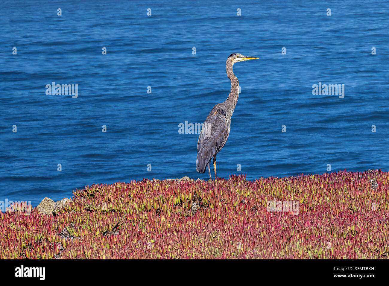 Un airone cenerino (Ardea herodias) in piedi su una scogliera rocciosa coperta di piante di ghiaccio accanto all'acqua blu. Foto Stock