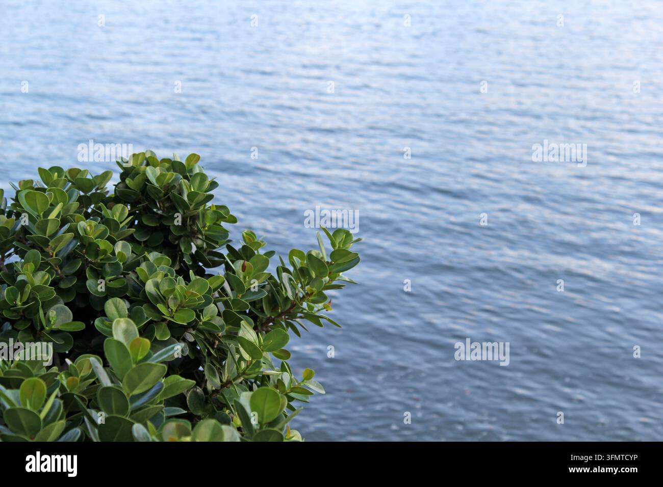 Arbuscolo costiero verde in primo piano davanti a un'ampia distesa di acqua blu che ondeggia dolcemente Foto Stock