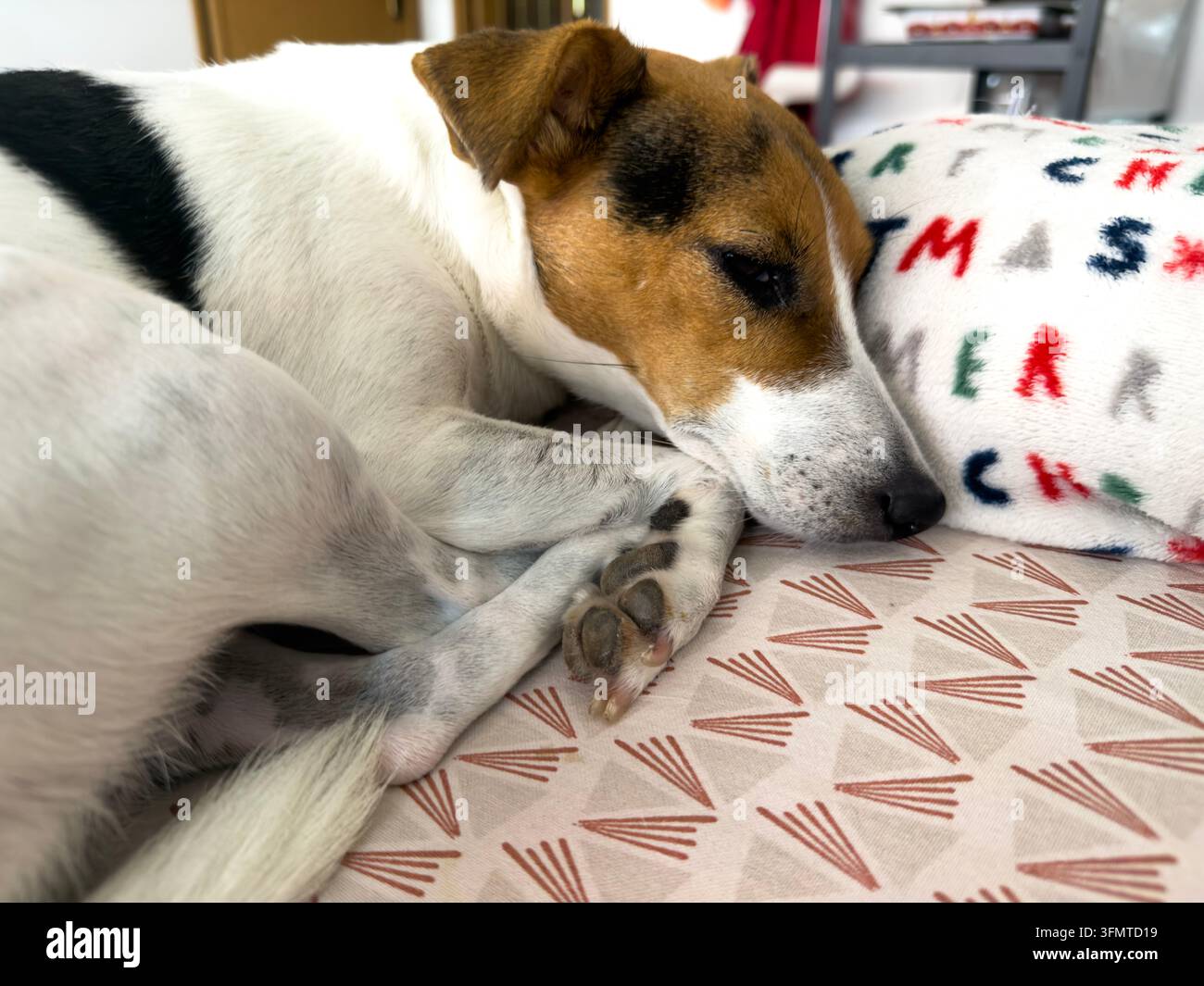Prima piano di un bellissimo cane Jack Russell bianco, marrone e nero che sonnecchia su un divano Foto Stock