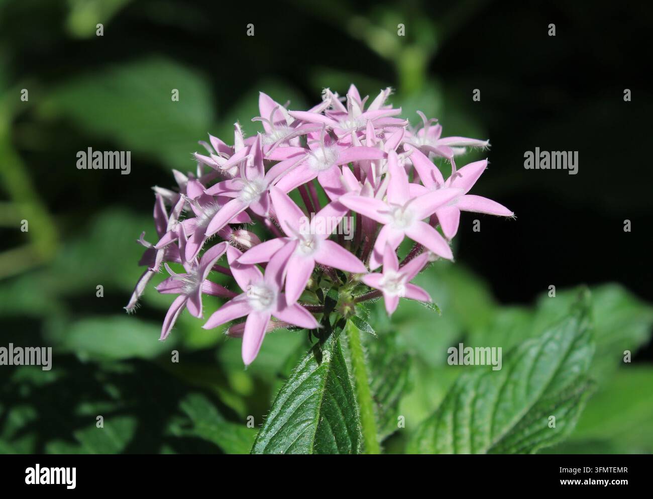 Primo piano di un ammasso arrotondato di fiori pentas a forma di stella rosa pallido che fioriscono su una fogliaia verde scuro Foto Stock