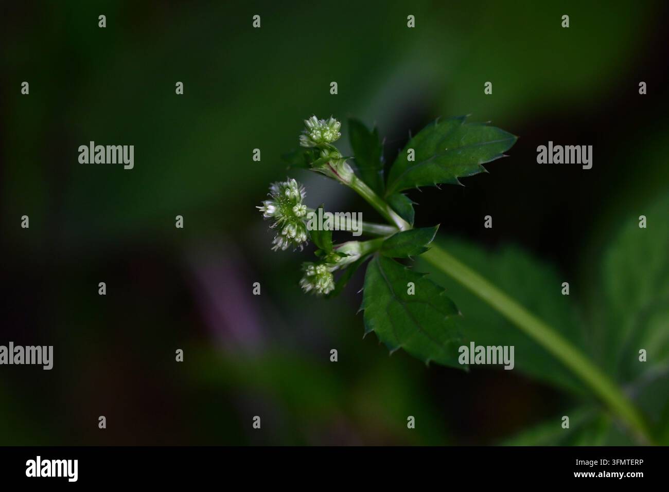 Sanicula chinensis (Umano mitsuba giapponese). Apiaceae perenne. Foto Stock