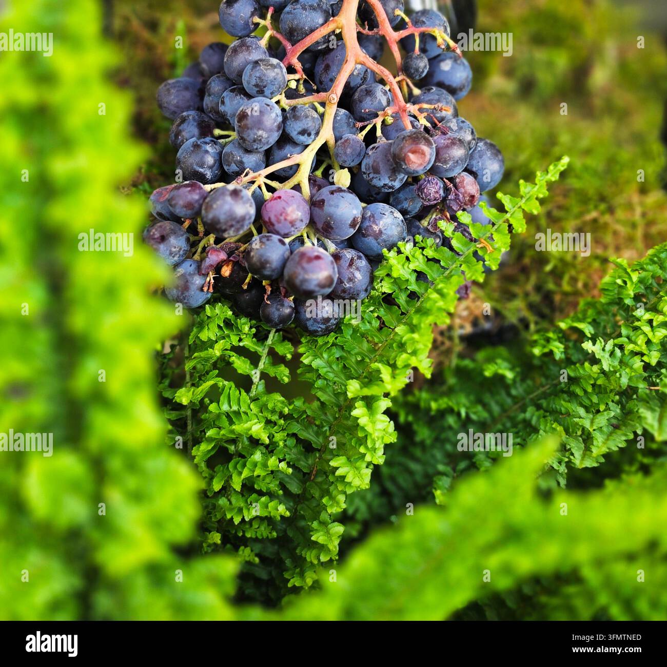 Un grappolo di acini di uva viola scuro maturi con steli rossicci appoggiati su felci verdi lussureggianti e muschio. Foto Stock