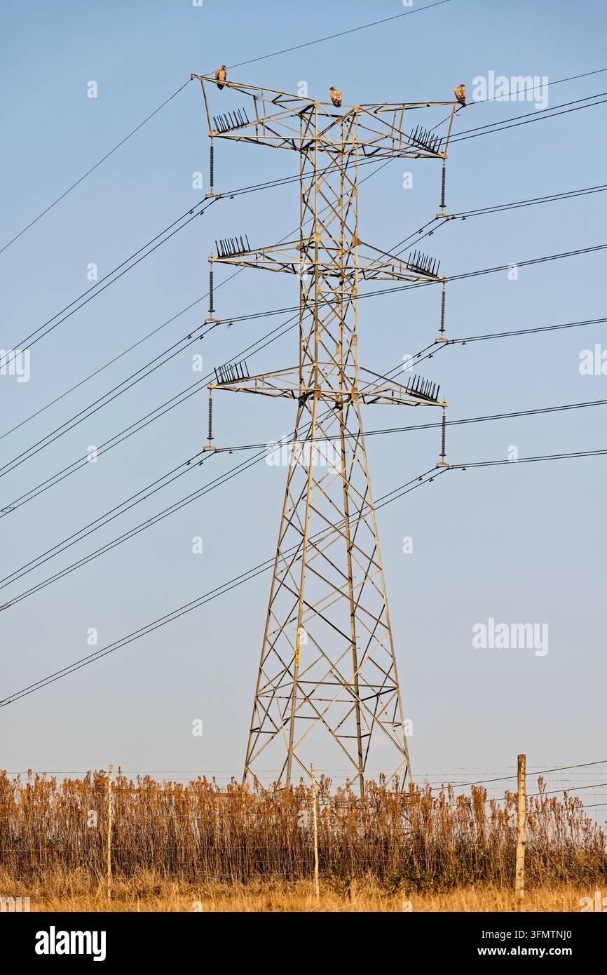 Gipeto del Capo (Gyps coprotheres), iNqe Yasekoloni, Kransaasvoël, specie vulnerabile: appollaiato su tralicci elettrici Foto Stock
