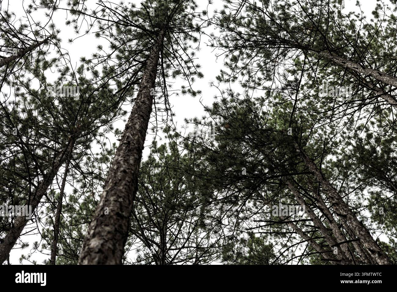 Una vista ad angolo basso di alti pini che si protendono verso un cielo nuvoloso, stazione di Jatape, ferrovia storica a scartamento ridotto Šargan Eight, Mokra Gora verso Šargan Foto Stock