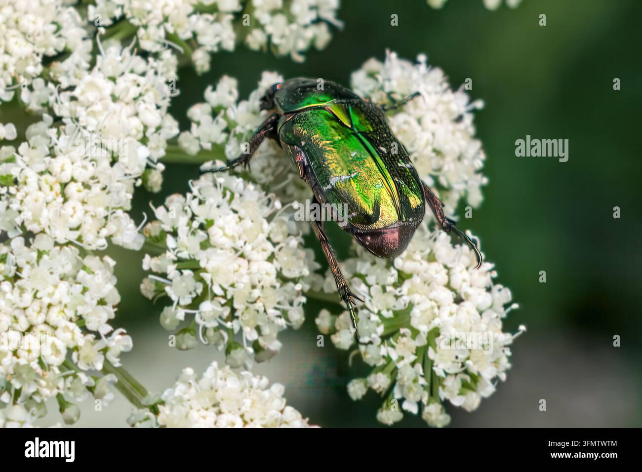 Scarabei iridescenti del rosa che cercano nettare su un grappolo di fiori bianchi, Jatarice, Mokra Gora, Serbia Foto Stock
