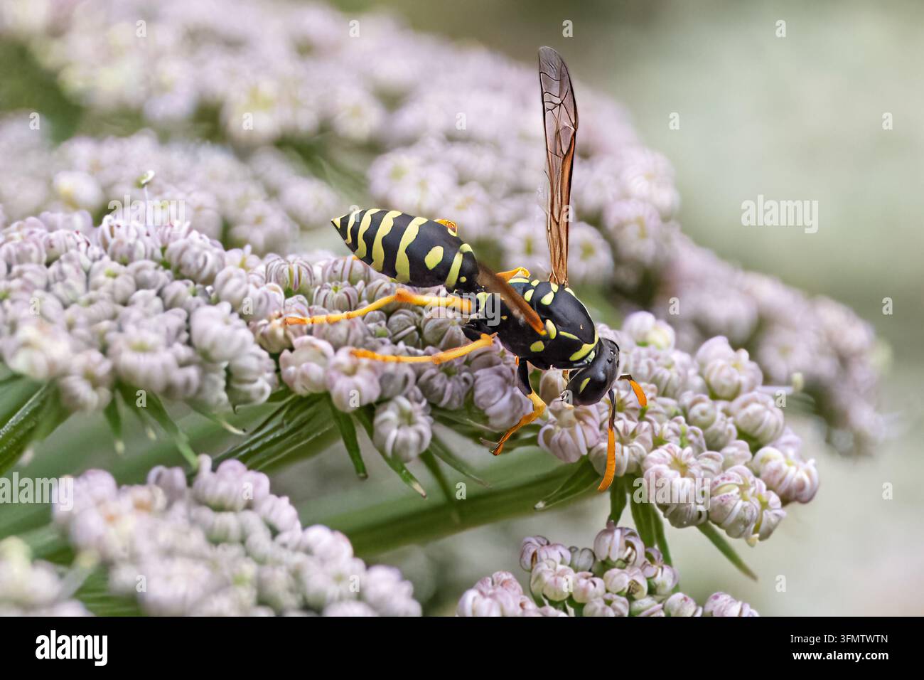 Vespa di carta europea che si nutre da un ombrello di fiori, Jatarice, Mokra Gora, Serbia Foto Stock