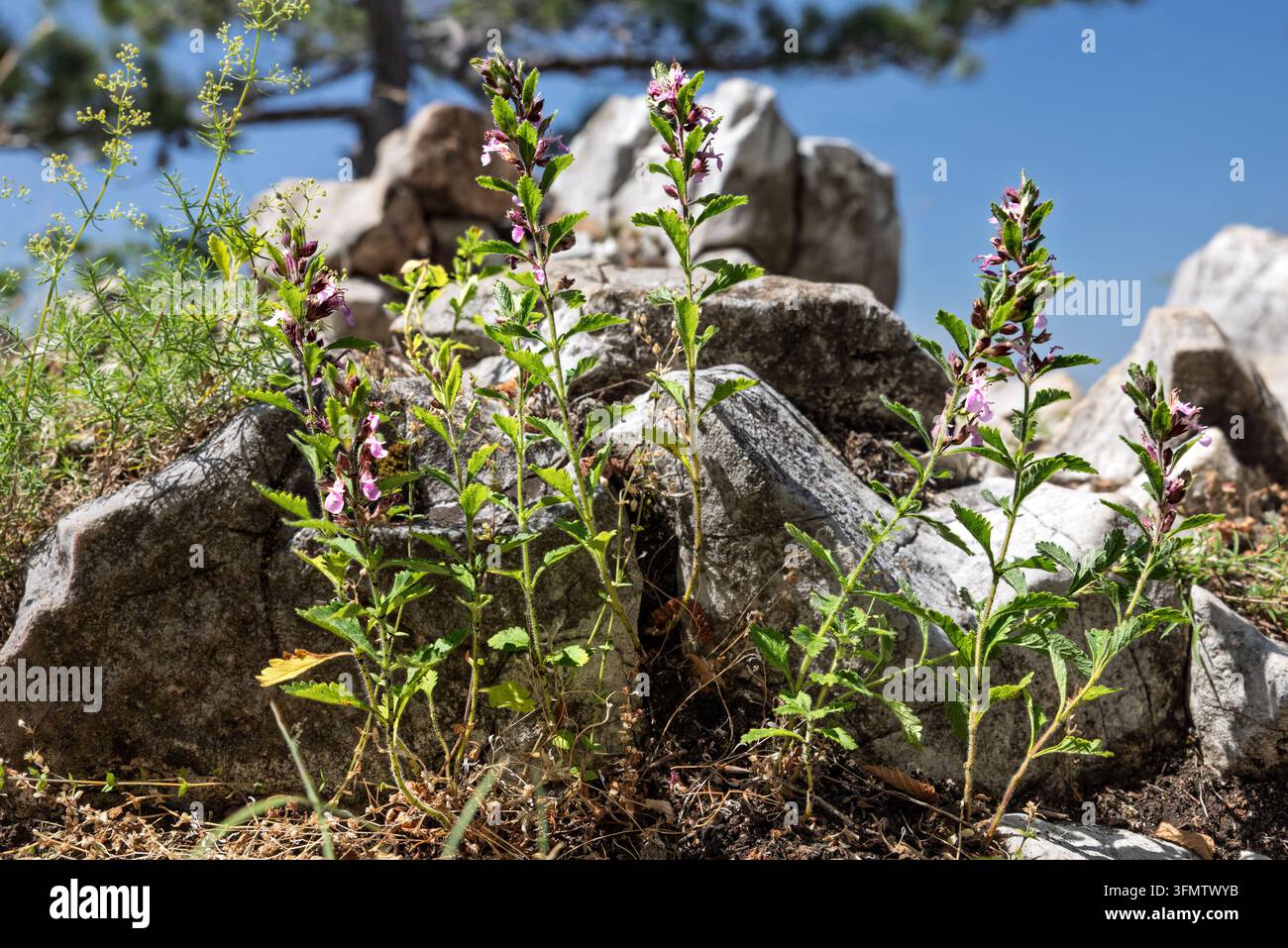 Bellissime fiori selvatici di germano che fioriscono nel loro habitat roccioso naturale sotto il sole splendente, Parco nazionale della Tara, Serbia Foto Stock