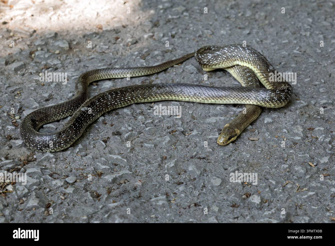 Serpente di Aesculapio che si crogiola al sole, Perućac, Serbia Foto Stock