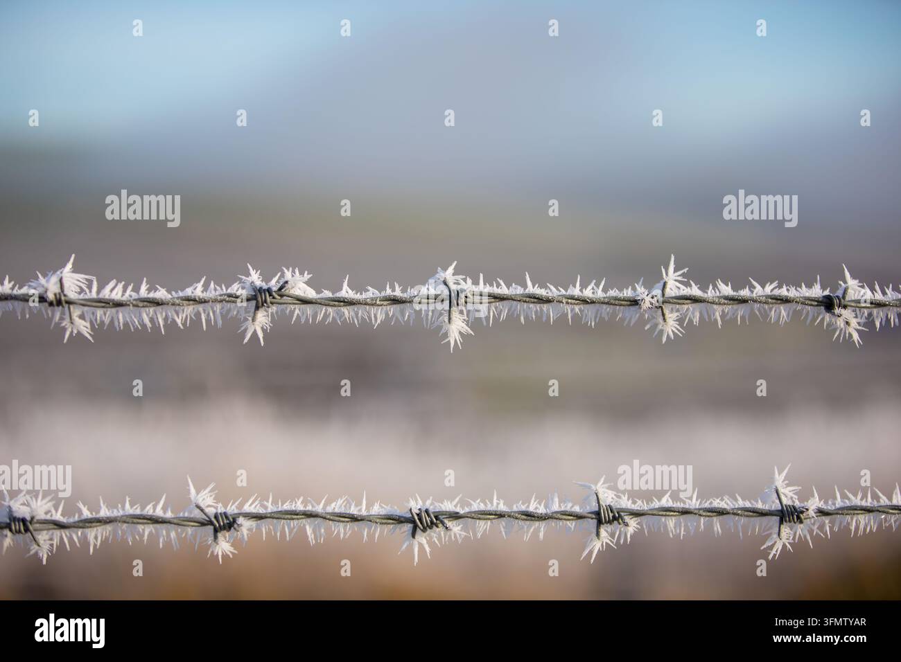 Ghiaccio tagliente e cristalli di ghiaccio ricoprono i fili di una recinzione di filo spinato in una fredda e nebbiosa mattina d'inverno in campagna. Foto Stock