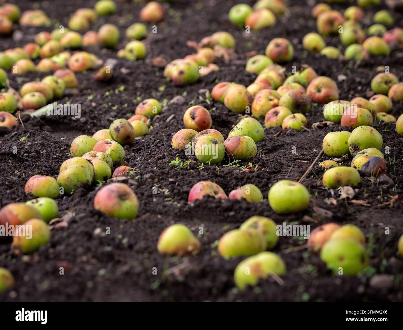 Mele cadute sparse su terreno scuro sotto gli alberi da frutto a Rowes at Priory Gardens, Guisborough, Inghilterra. Foto Stock
