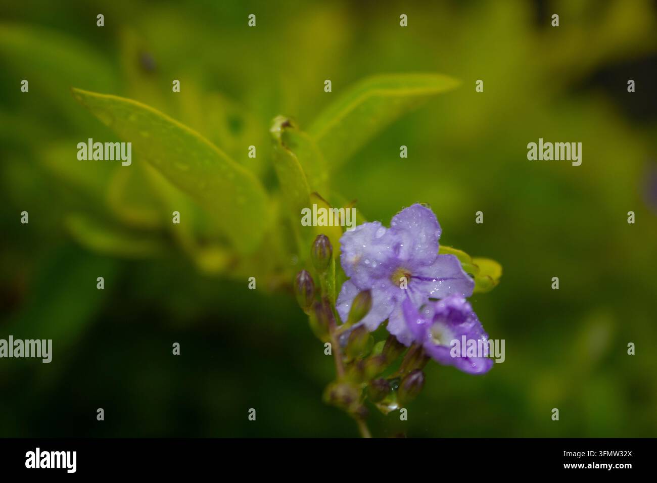 Fiori viola di Duranta erecta con gocce d'acqua dopo la pioggia, Ilorin, Nigeria. Foto Stock