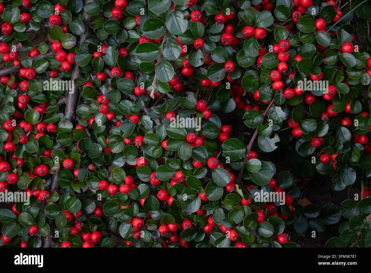 Un campo orizzontale di foglie di cotoneaster verde scuro con grappoli di bacche rosse che mostrano calici a forma di stella, rametti legnosi che si incrociano, una cornice piena e uniforme p Foto Stock