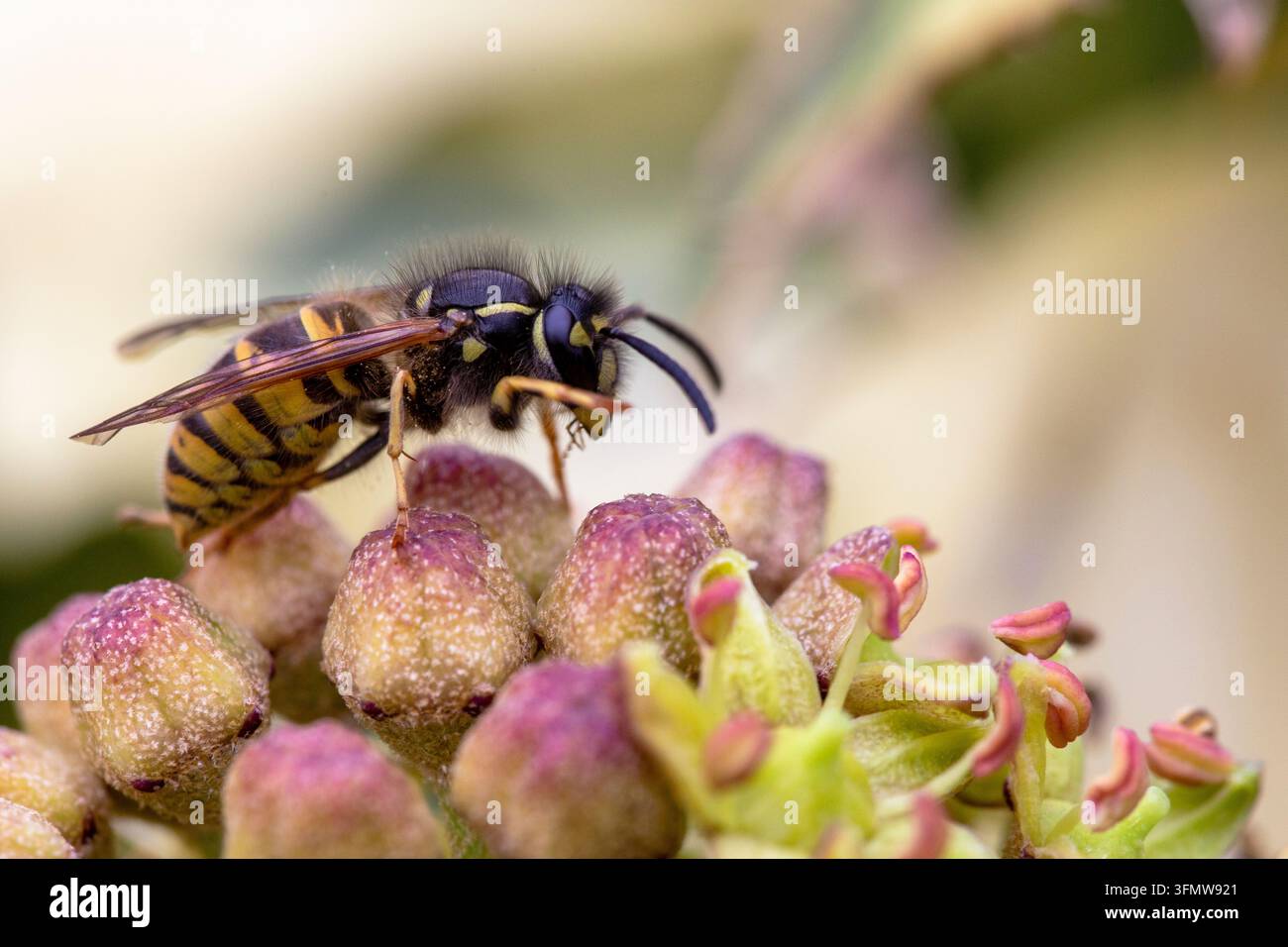 Vespa comune - Vespula Vulgaris Foto Stock