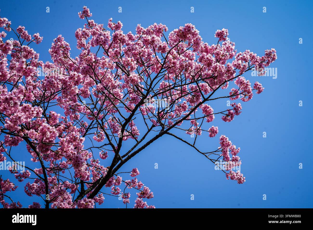 Un ramo di ciliegio Kwanzan, carico di grappoli di fiori doppi rosa, si estende attraverso l'inquadratura su un cielo blu vivace e senza nuvole. Il scuro, gn Foto Stock