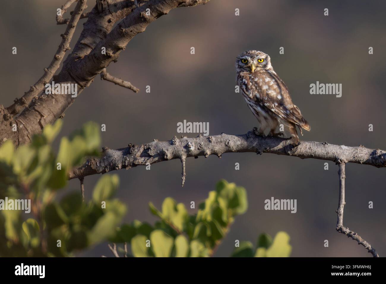 Piccola civetta Athene noctua appollaiata su un ramo che guarda verso la telecamera. Ritratto ravvicinato di un piccolo rapace notturno con occhi gialli brillanti. Foto Stock