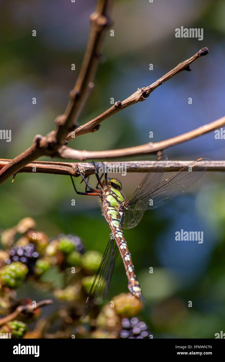 Libellula Hawker del Sud - Aeshna cyanea - Da Blackberries, Londra Foto Stock