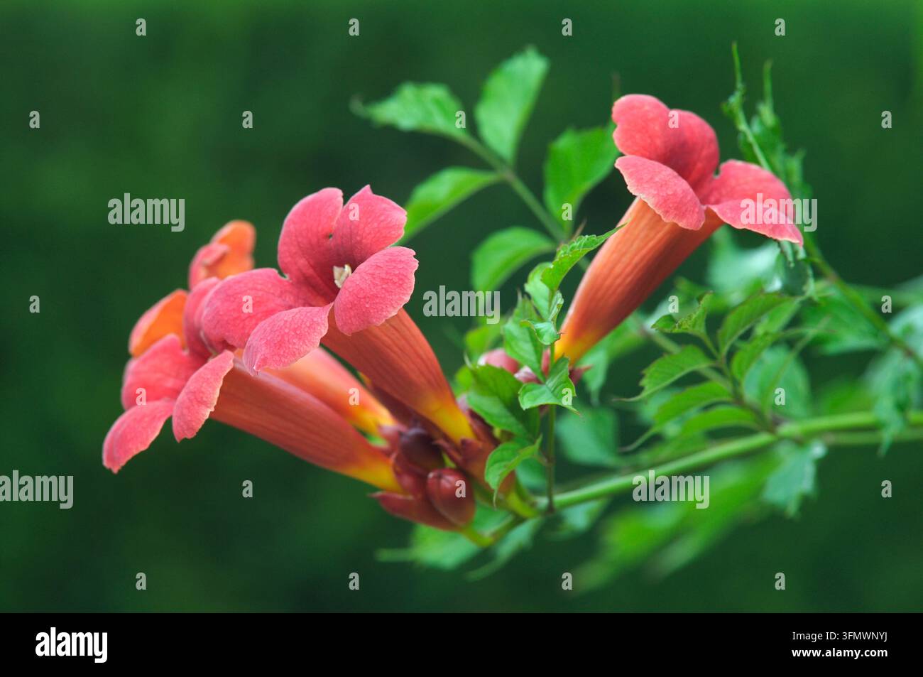 Campsis - Trombetta Foto Stock