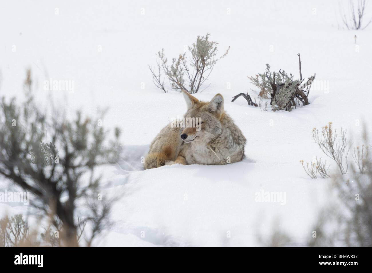 Vista di un coyote che riposa nella neve circondato da artemisia nel Parco Nazionale di Yellowstone, Wyoming, Stati Uniti. Foto Stock