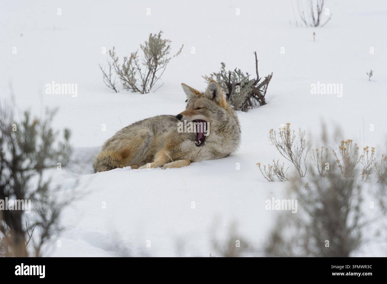 Vista di un coyote che sbadiglia mentre riposa nella neve circondato da arbusti di salvia nello Yellowstone National Park, Wyoming, Stati Uniti. Foto Stock