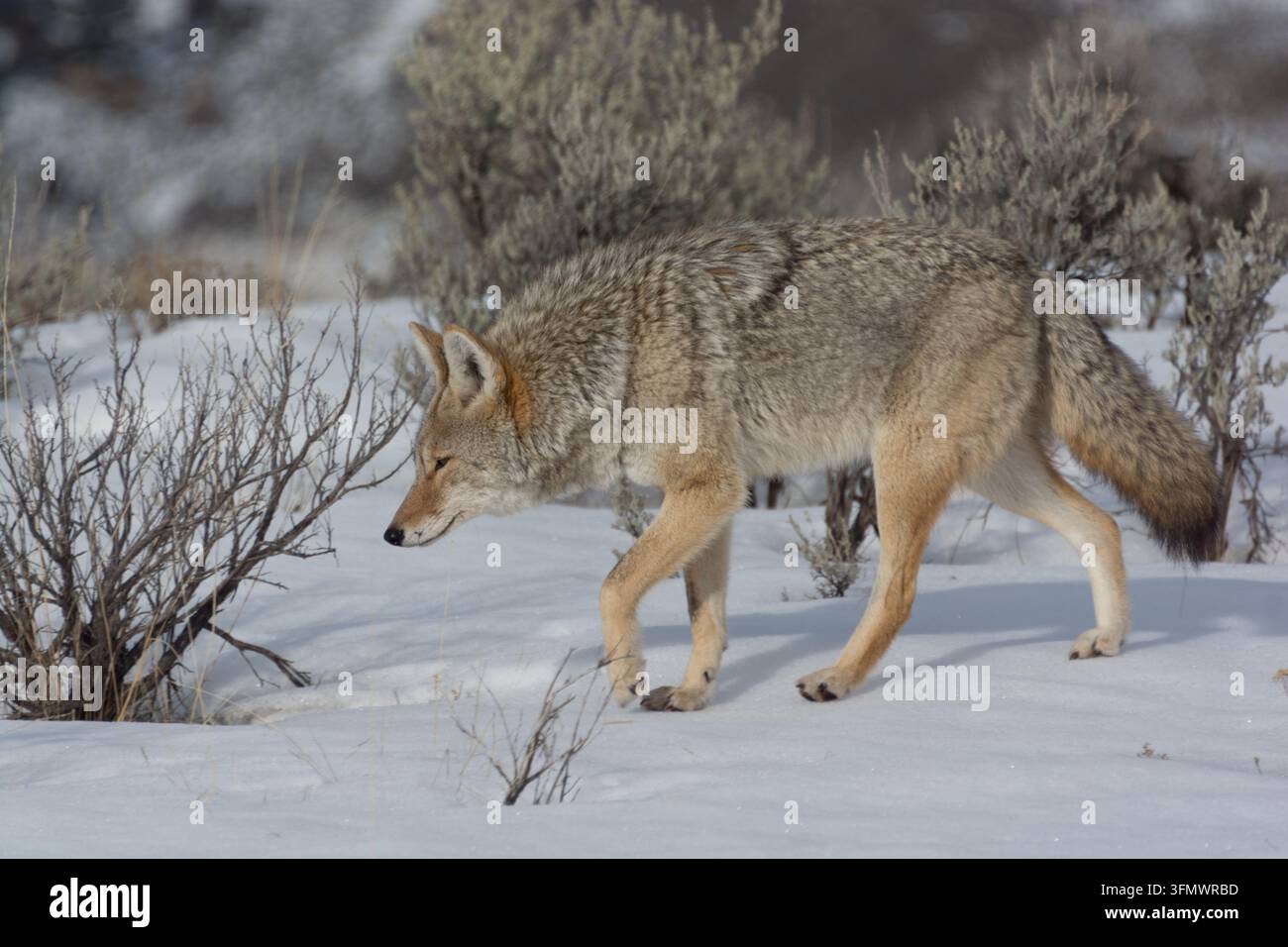 Vista di un coyote che cammina nella neve alta in un paesaggio di artemisia nel Parco Nazionale di Yellowstone, Wyoming, Stati Uniti. Foto Stock