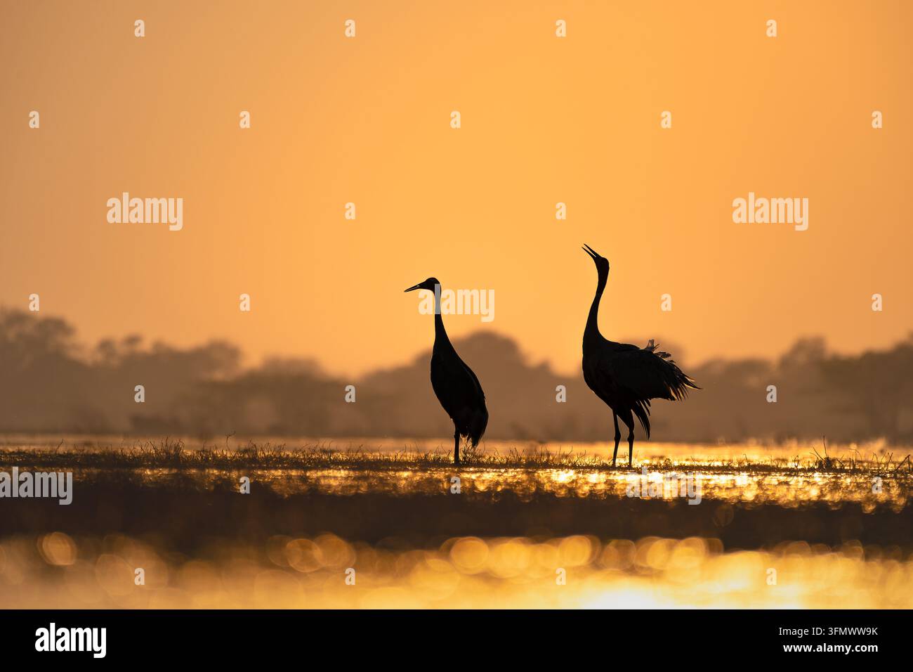 Coppia di gru Sarus in controluce contro un tramonto dorato brillante al Parco Nazionale di Keoladeo, Rajasthan, con una gru che mostra le sue ali Foto Stock