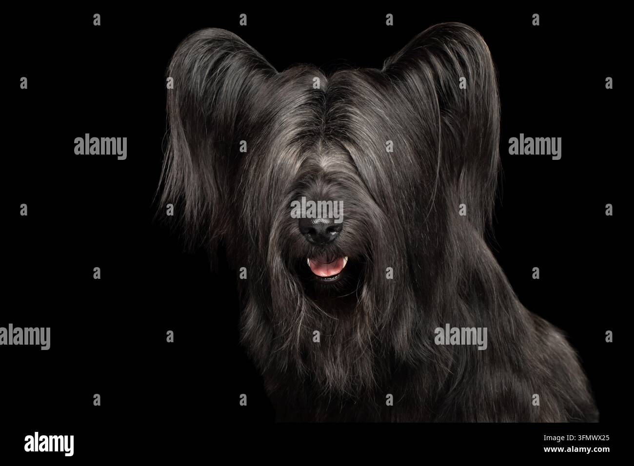 Cane Skye terrier con lunga frangia nera che copre gli occhi, ha bisogno di cura e taglio di capelli, isolato su sfondo nero, punta della lingua visibile, pelo lungo e setoso, s Foto Stock