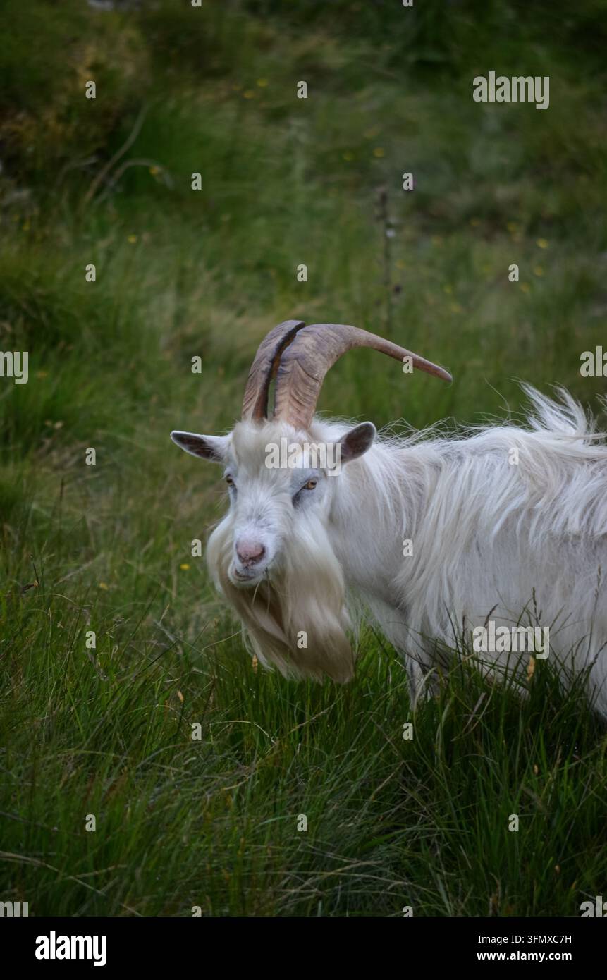 Capra con corna bianche in piedi nell'erba alta verde di un paesaggio rurale in Irlanda, che guarda direttamente verso la fotocamera. Foto Stock