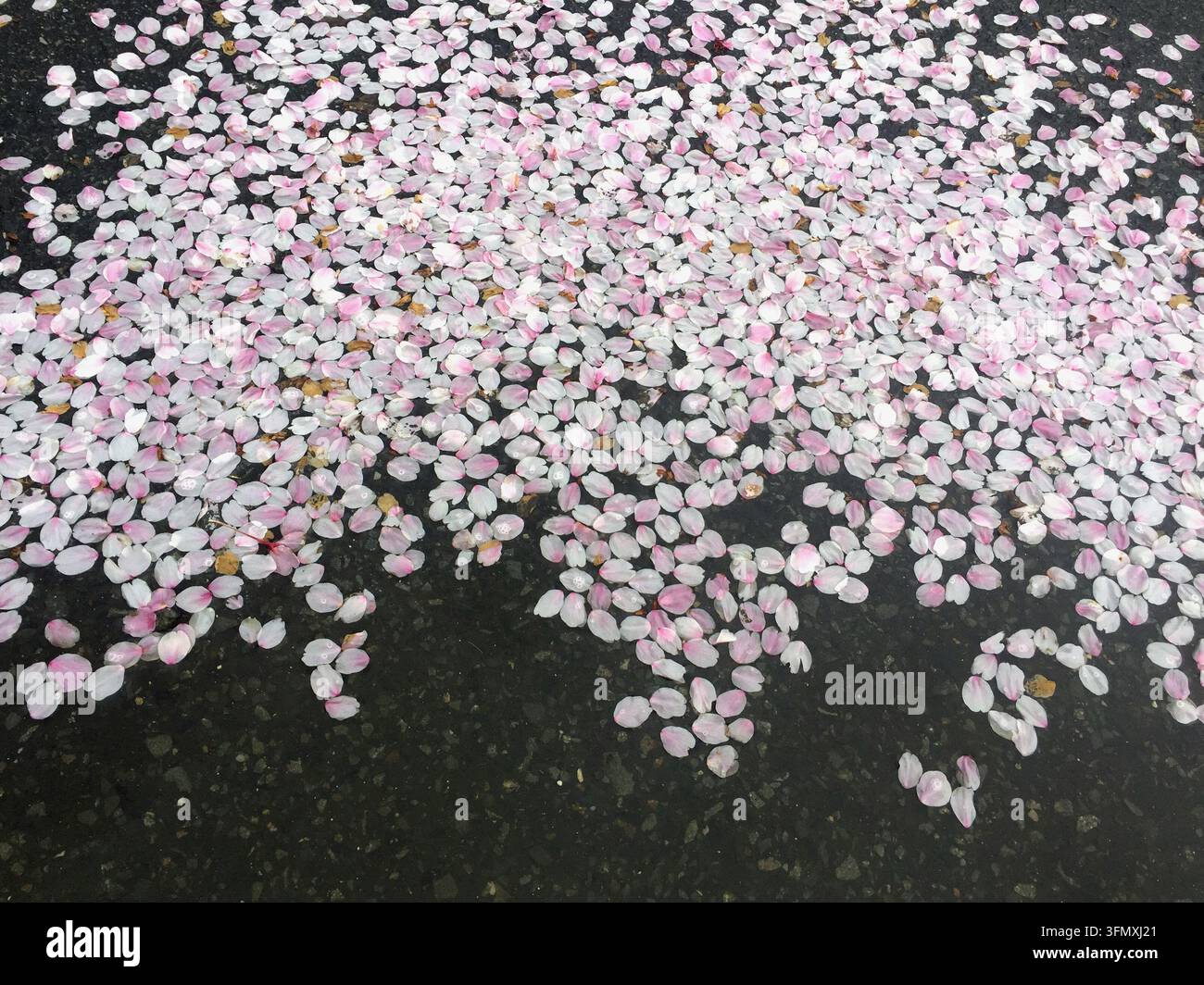 Petali di fiori di ciliegio rosa caduti sparsi su un terreno di asfalto scuro, sfondo primaverile Foto Stock
