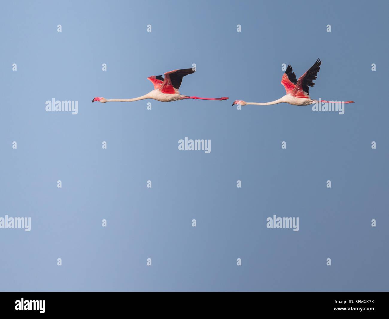Fiamminghi maggiori Phoenicopterus roseus in sequenza di volo che planano contro un cielo blu chiaro Foto Stock