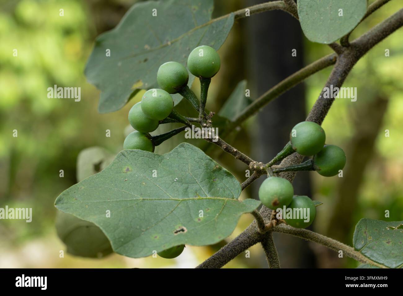 Bacche di tacchino (Solanum torvum) Foto Stock