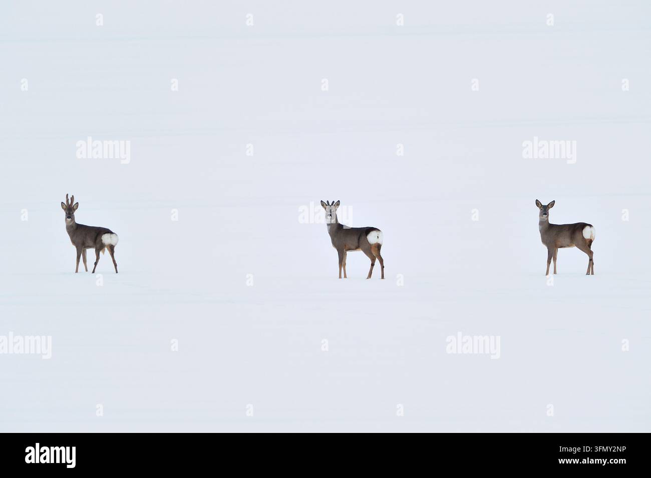 Cervo (Capreolus capreolus) due maschi (cervi) e una femmina (cerva) su un campo agricolo coperto di neve a metà inverno, Berwickshire, Scozia, gennaio Foto Stock