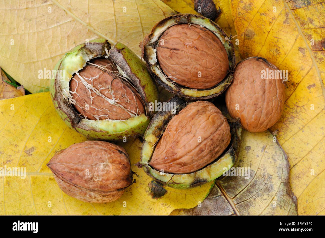Nocciola comune (Juglans regia) frutti maturi caduti sotto l'albero maturo che mostra i gusci delle noci esposti, Berwickshire, Scozia, ottobre Foto Stock