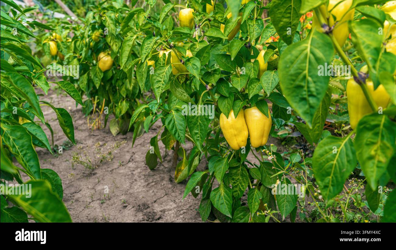 Peperoni gialli maturi che crescono a file su piante in un orto biologico Foto Stock