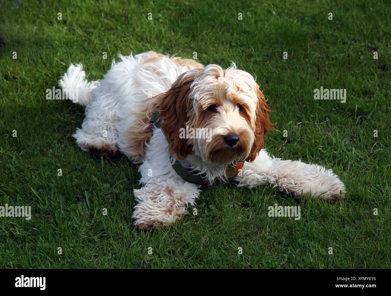 Un giovane Cockapoo (un cane meticcio incrociato tra un Cocker Spaniel e un Barboncino) sdraiato sull'erba Foto Stock