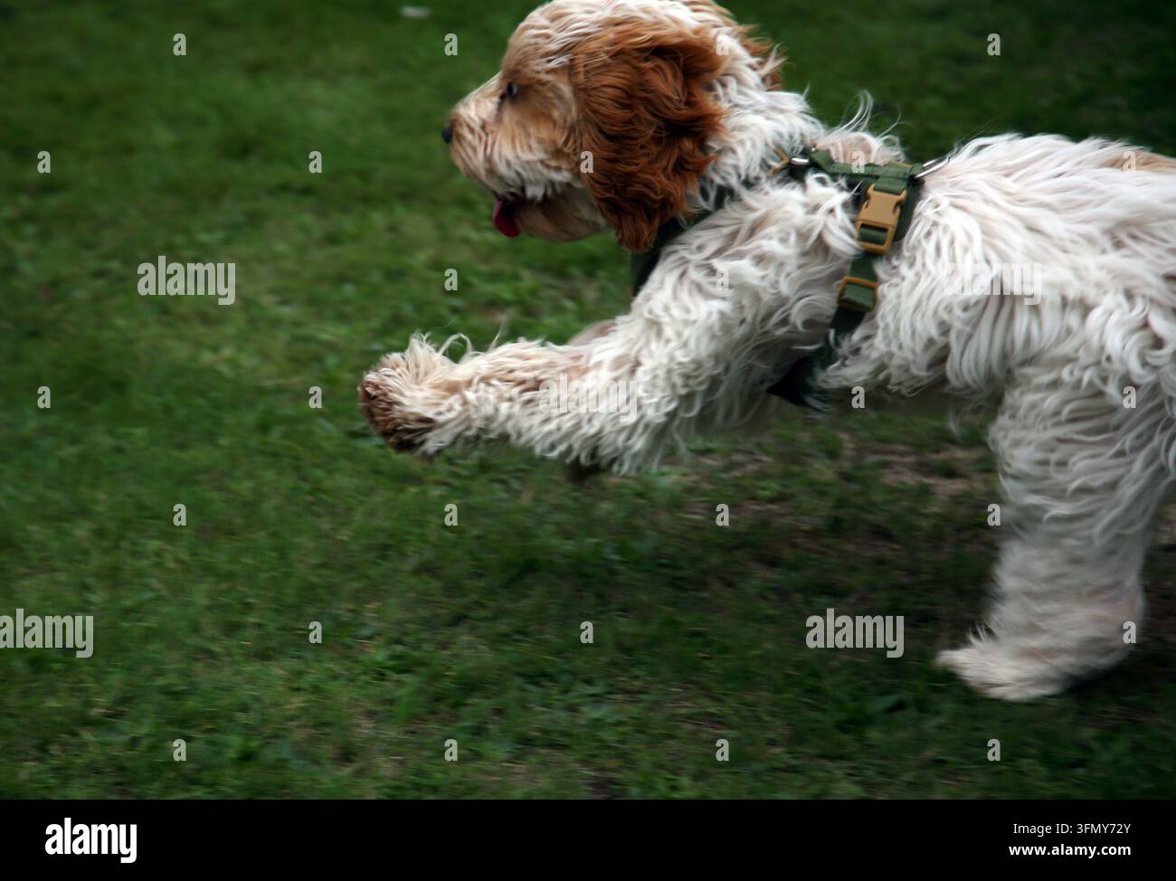 Un giovane Cockapoo (un cane meticcio tra un Cocker Spaniel e un Barboncino) che corre sull'erba Foto Stock