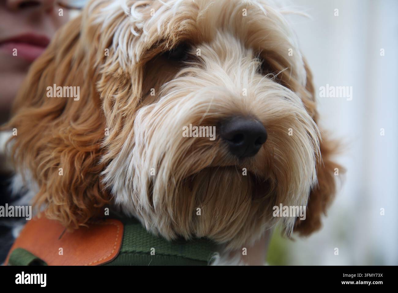 Un giovane Cockapoo (un cane meticcio tra un Cocker Spaniel e un Barboncino) Foto Stock