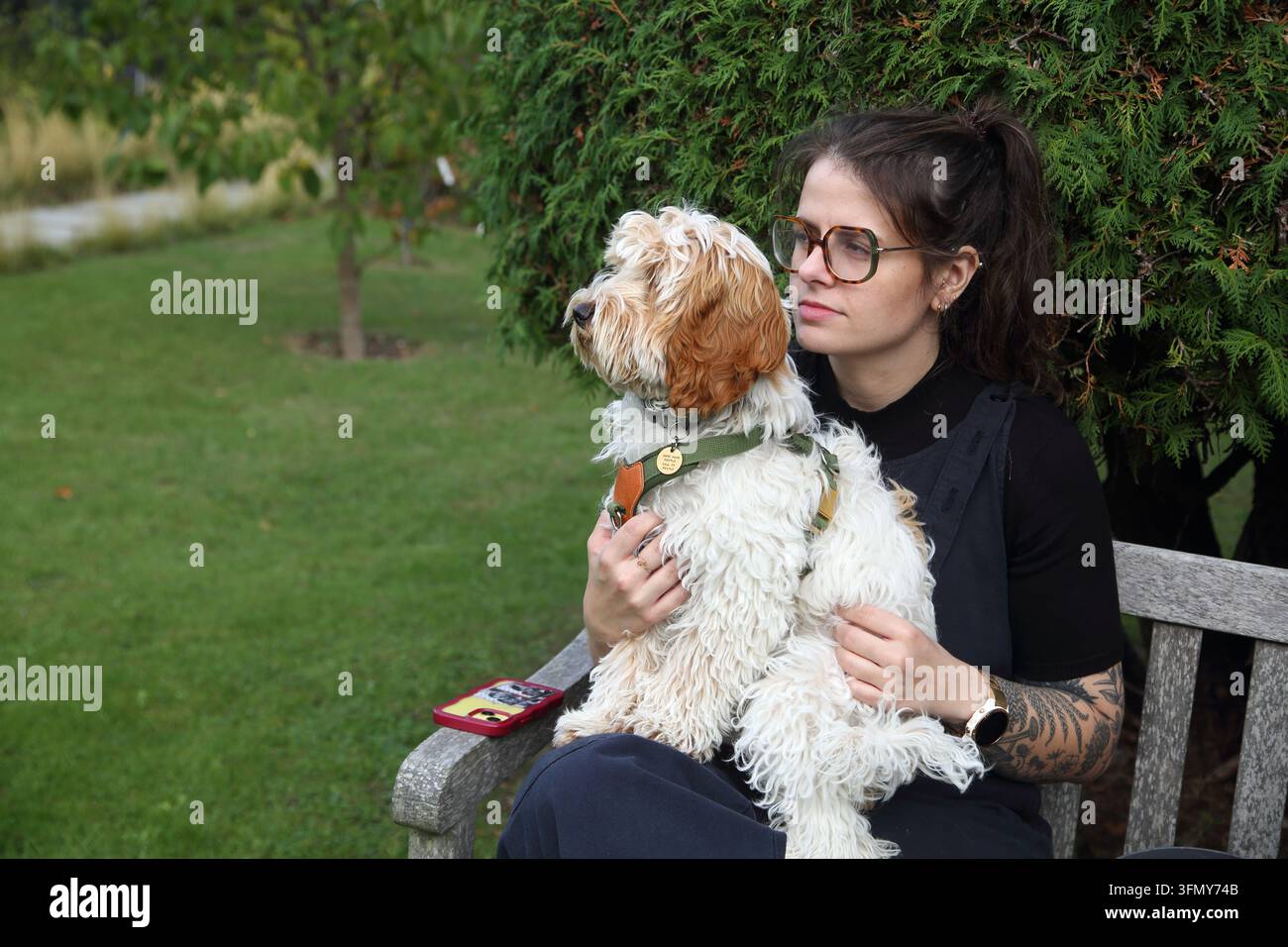Un giovane Cockapoo (un incrocio tra un Cocker Spaniel e un Barboncino) seduto in grembo al suo proprietario su una panchina in Inghilterra Foto Stock