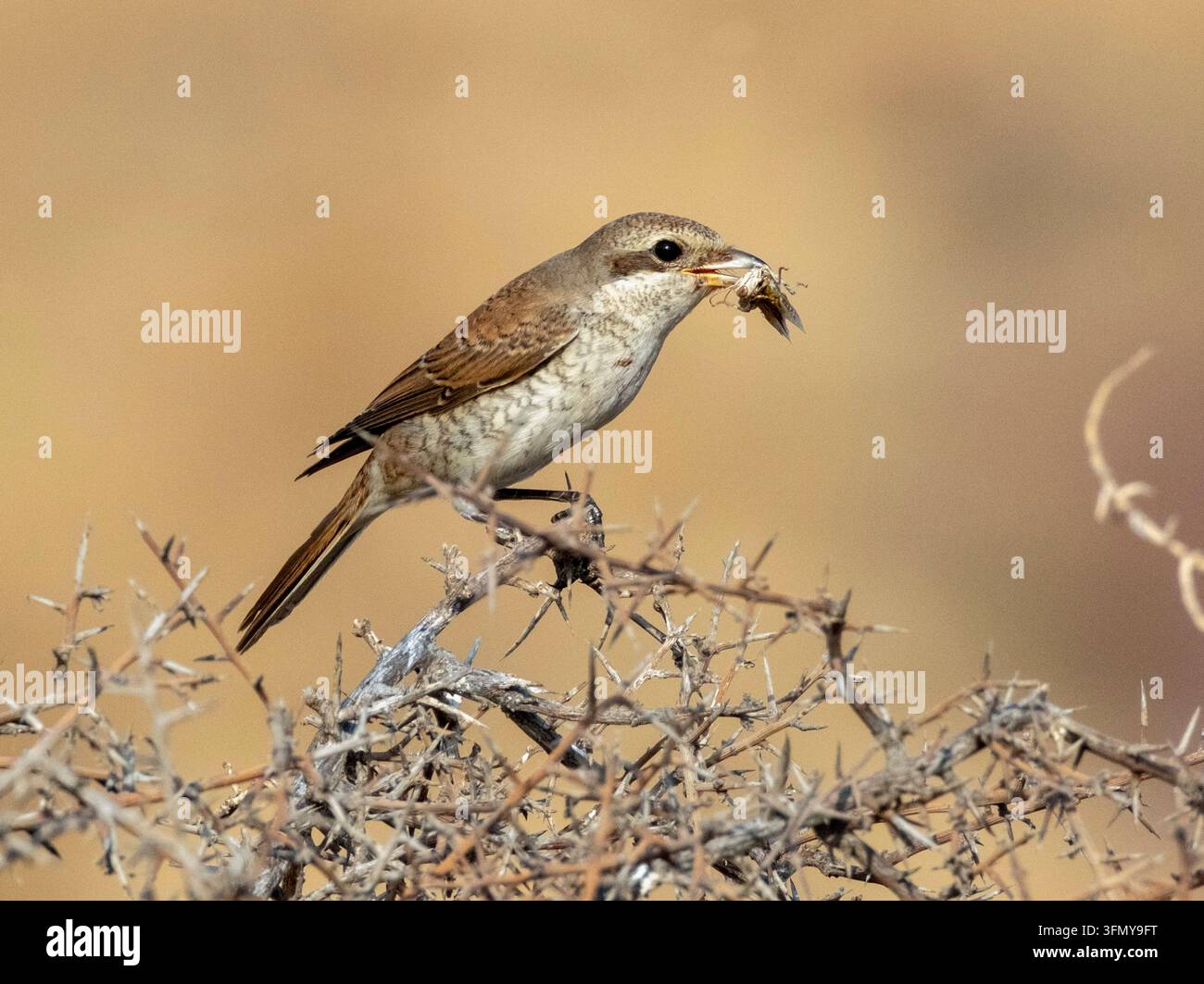 Giovane cesena dal dorso rosso (Lanius collusion) appollaiato su una vegetazione mentre mangia un insetto. Cipro occidentale. Foto Stock