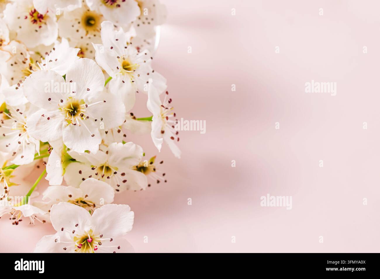 Ramio di fiori di pero bianchi su una superficie rosa pallido con ombre morbide di luce finestra, spazio libero a destra. Foto Stock