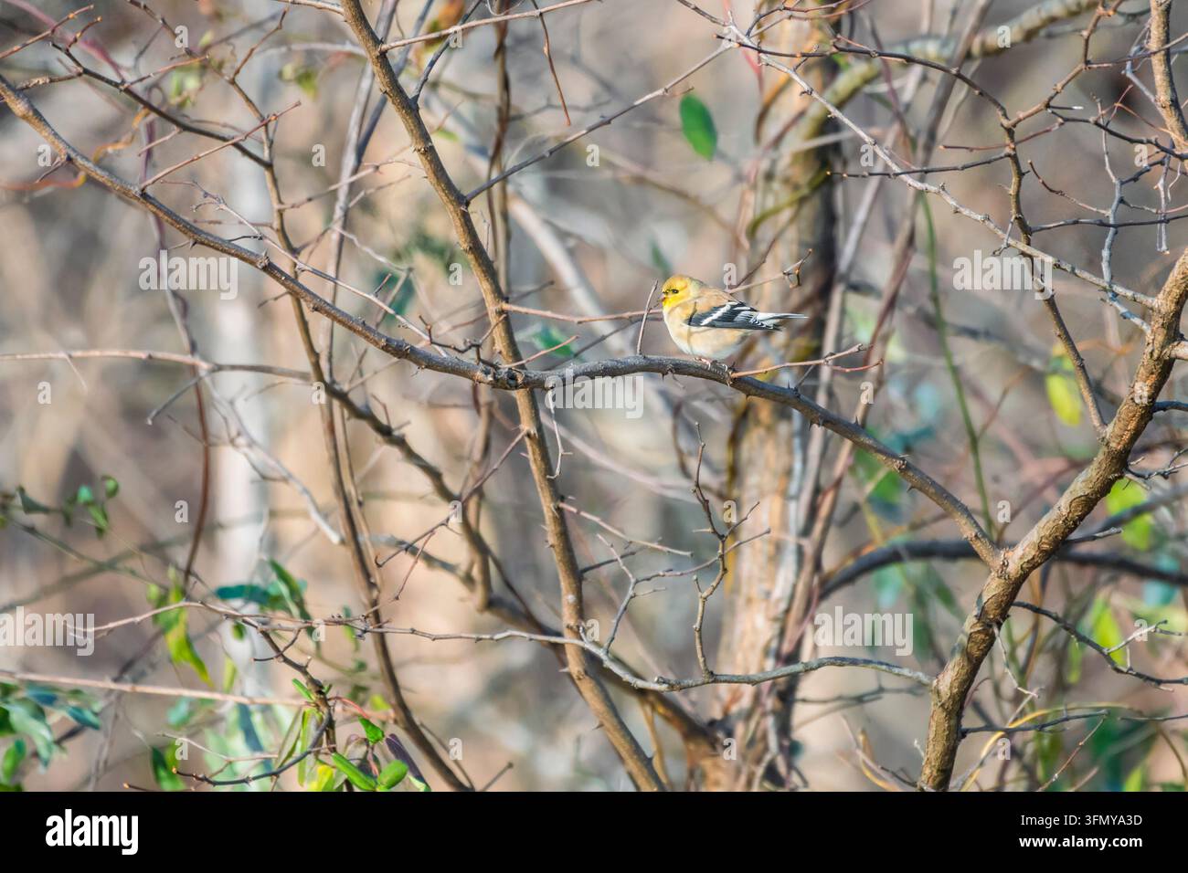 Cardellino americano (Spinus tristis) in inverno. Parco storico nazionale del canale Chesapeake e Ohio. Maryland. USA Foto Stock