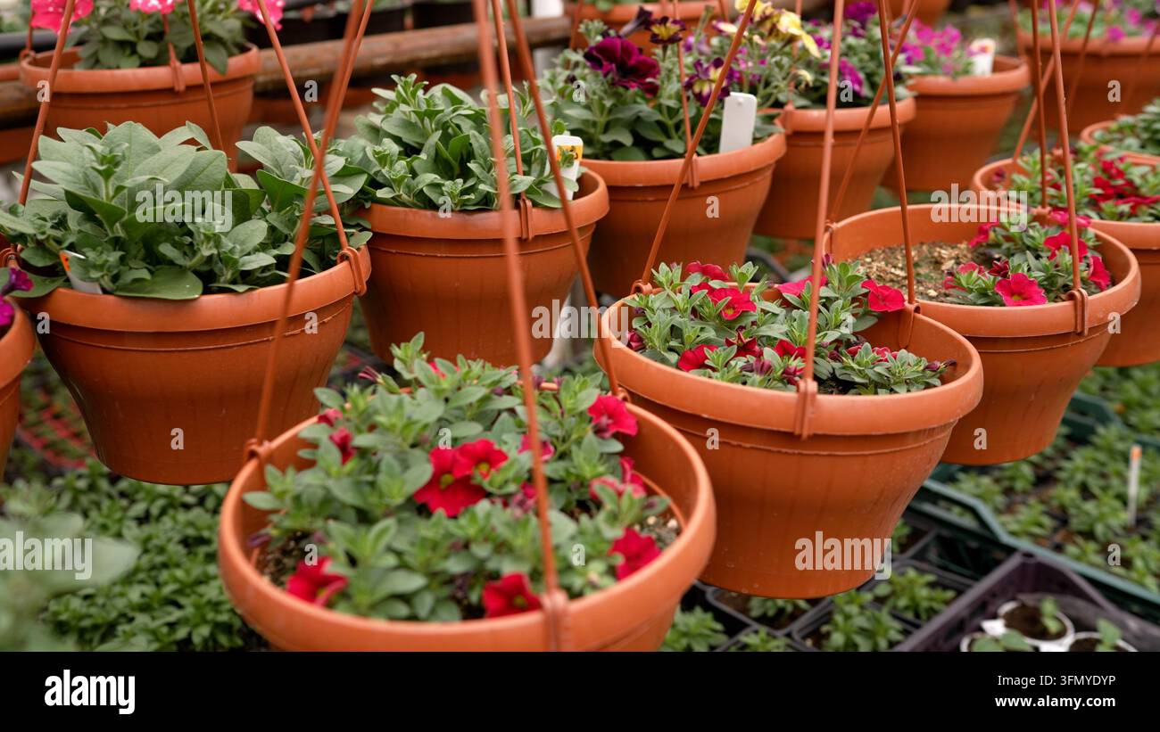 Vasi di fiori appesi in fiore nella nursery in serra Foto Stock