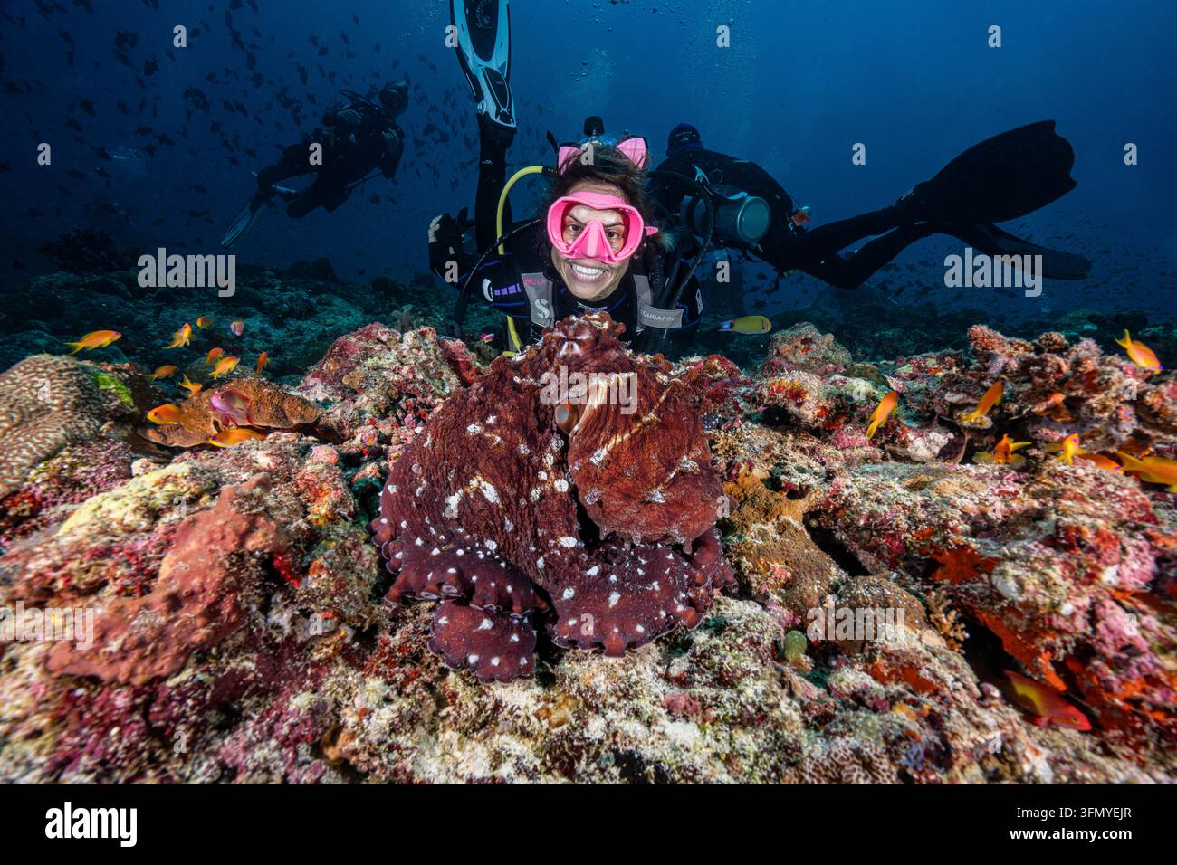 Una donna sommelier sorridente con una maschera rosa posa dietro un grande polpo del giorno (Octopus cyanea) su una barriera corallina colorata, Maldive, Oceano Indiano. Foto Stock